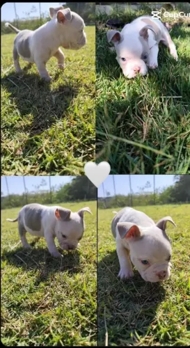 Cachorros