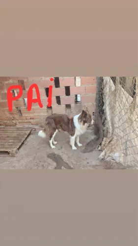 Border collie tricolor