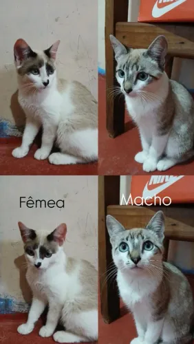 Doa-se esses dois gatinhos
