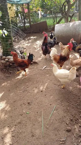 Vendo galo de raça Índio, Inglês, Pedriz e Suro