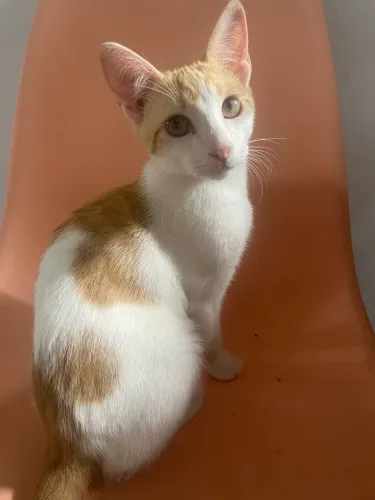 Gatos para adoção