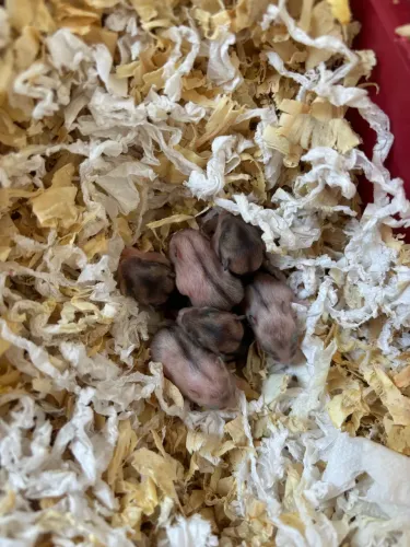 Hamster