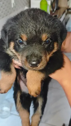 Rottweiler fêmea disponível para venda whts *42
