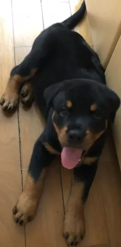 Rottweiler C.de Touro ( Cartão até 10x )