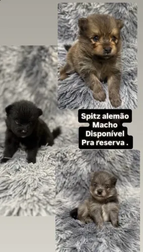 Spitz disponível pra reserva (pai alerquim).
