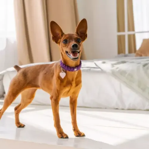 pinscher nº 1, disponível para cruzar