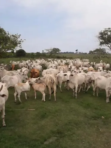 FAZENDA À VENDA EM TUCUMÃ/PA EXCELENTE OPORTUNIDADE PARA INVESTIDORES E PECUARISTAS