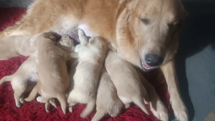 Filhotes de Golden Retriever com pedigree emitido Leia o anúncio