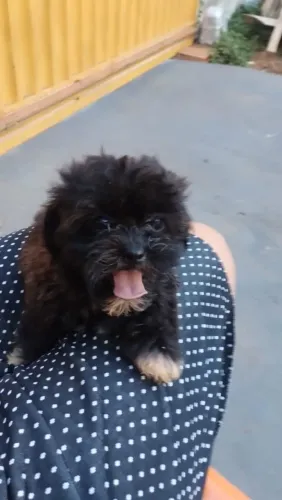 Vendo cachorrinha 