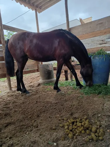 Vendo égua mangalarga