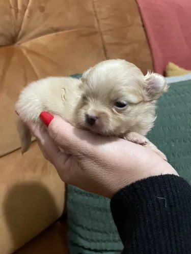 Vendo filhotes de Spitz Alemão anão 