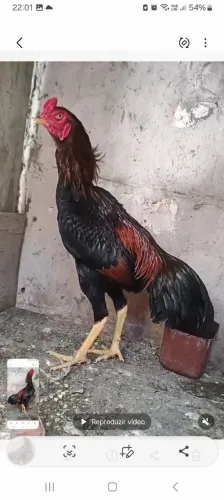 Frango de raça 