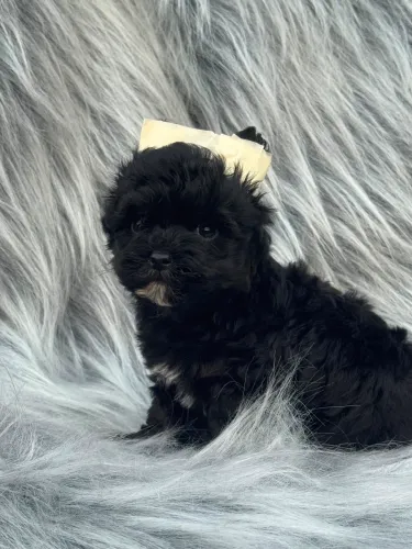 Yorkshire terrier black macho alegria para sua casa 