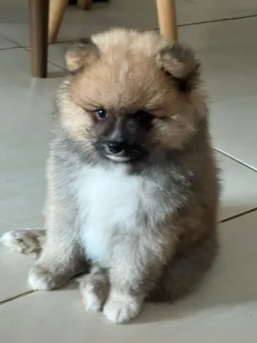 Spitz alemão legítimo mesclado