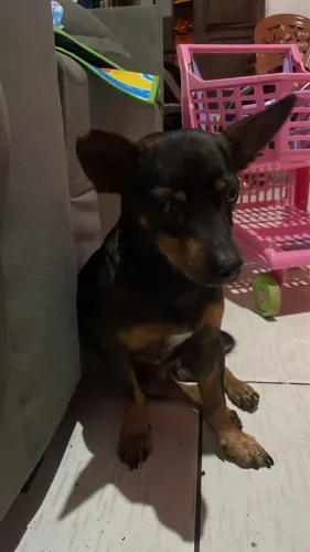 Doando Pinscher 03