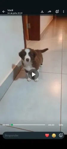 Filhote Border collie Macho 