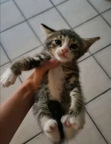 Gato para adoção