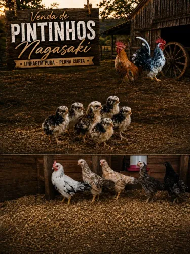 Pintinhos Nagasaki 