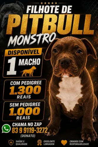 Vende-se filhote de Pitbull Monstro