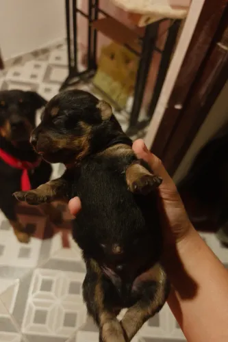 ULTIMO ROTWEILLER DA NINHADA!!