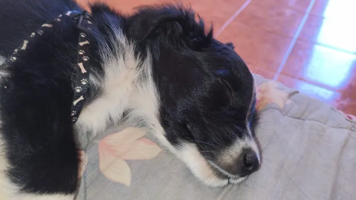 Cachorro