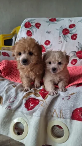 Poodle fêmea e macho 