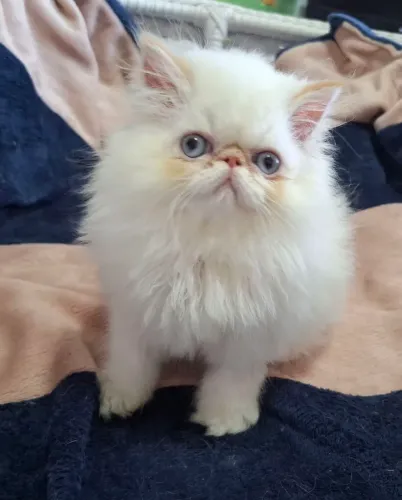 Filhote de gato persa