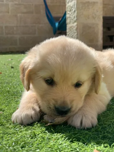 Filhotes de Golden retriever fêmea para você! Hoje 