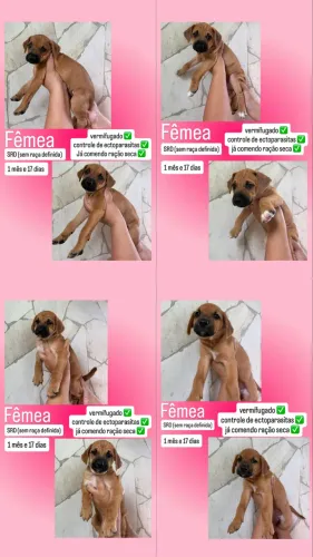 Doação responsável