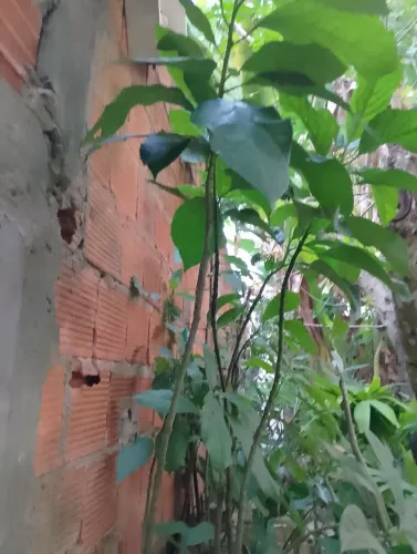 Planta muda de Abacate