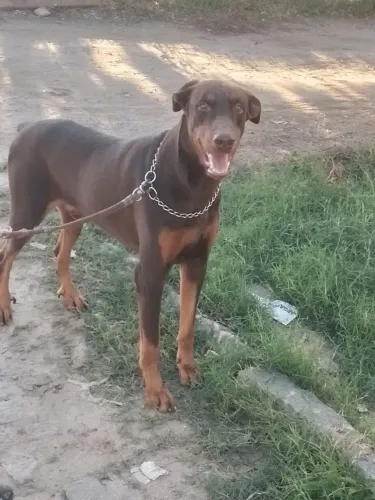 Filhote de doberman pra vender barato