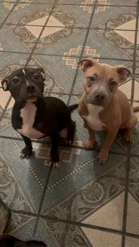 Filhotes de American Bully