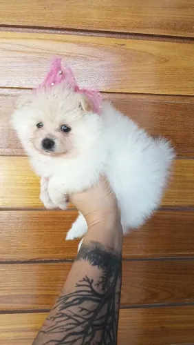Filhote fêmea de lulu da pomerania. $3.000.zzp *30