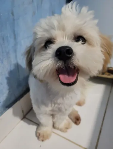 Doa-se a pequena Julieta