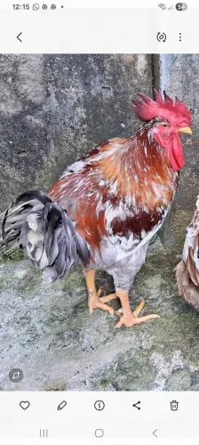 Disponível Frango gsb