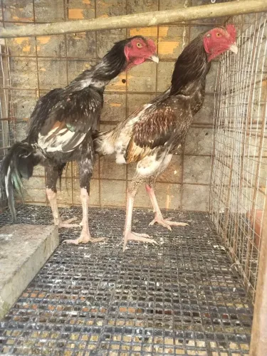 Galos