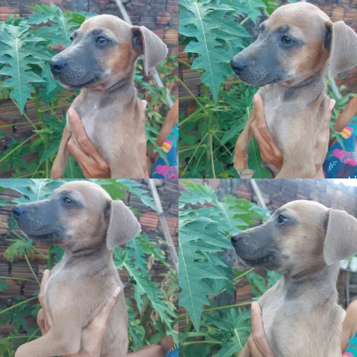 Lindos cachorrinhos para adoção