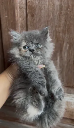 Gata Persa Doll Face Blue Tortie