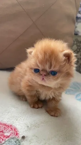 Filhote de gato persa 