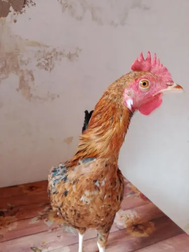 Aves:galo e galinha 