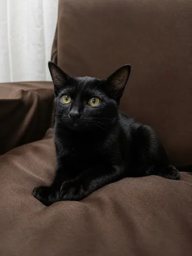 Gatinha pra adoção responsável