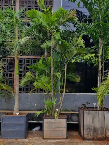 Palmeira Macarthuri - 1,20m à 2m