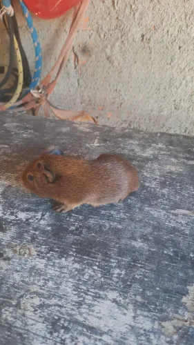 Vendo porquinho da índia