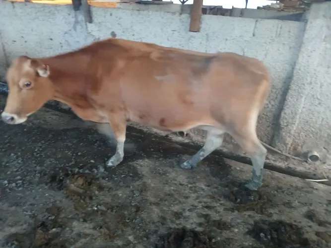 Vaca boa de leite 