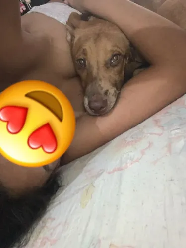 Adoção Raça Misturada