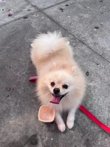 Cachorro Spitz alemão
