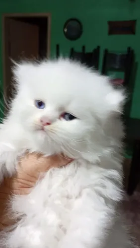 Gata persa branca