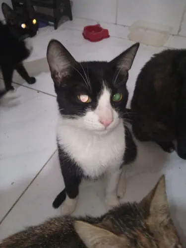 doação gato macho