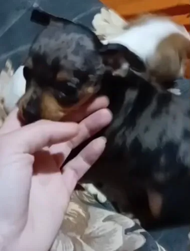 Pinscher