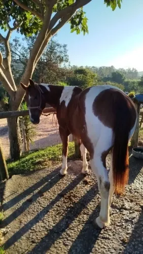 Vende cavalo Paint horse